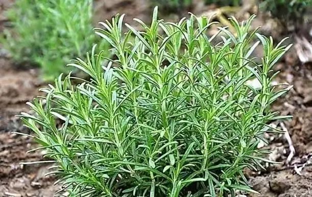 1-240P6102200C3.jpg