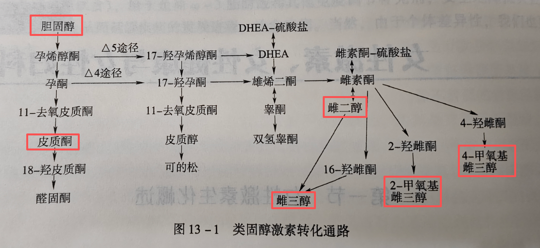 雌激素的答案|“她”来自哪里?