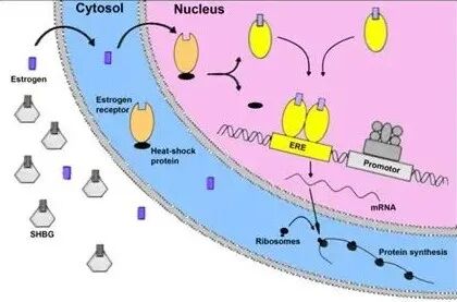 雌激素的答案|她”如何守护我们?
