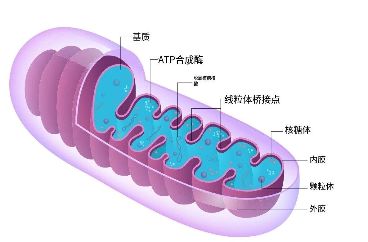 40+必看|优化线粒体可“跳过”传统更年期状态,怎么做?