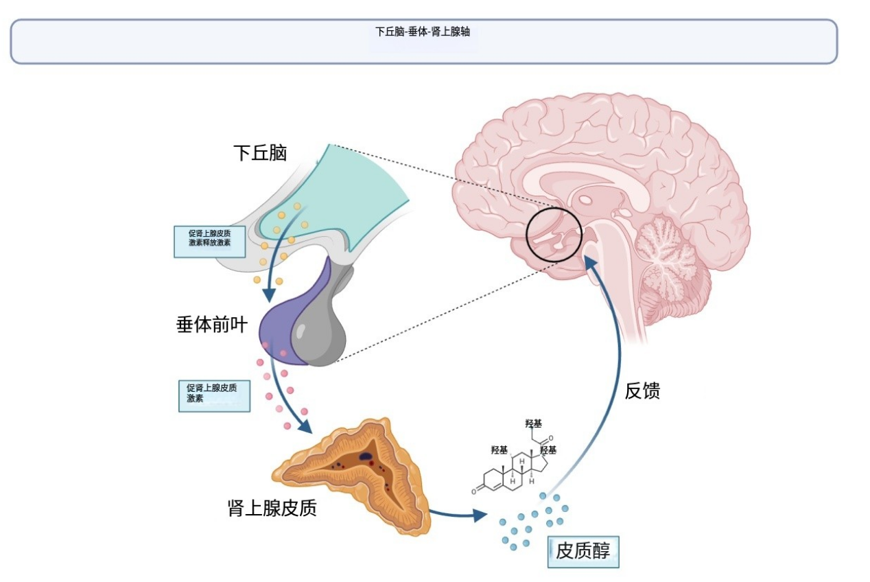 告别更年期疲惫|关键不是补雌激素，而是修复肾上腺